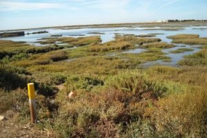 3030803Master Trilha