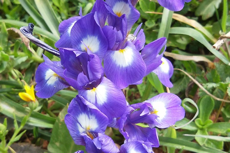 Gynandriris-sisyrinchium-Maios-pequenos-Barbary-Nut