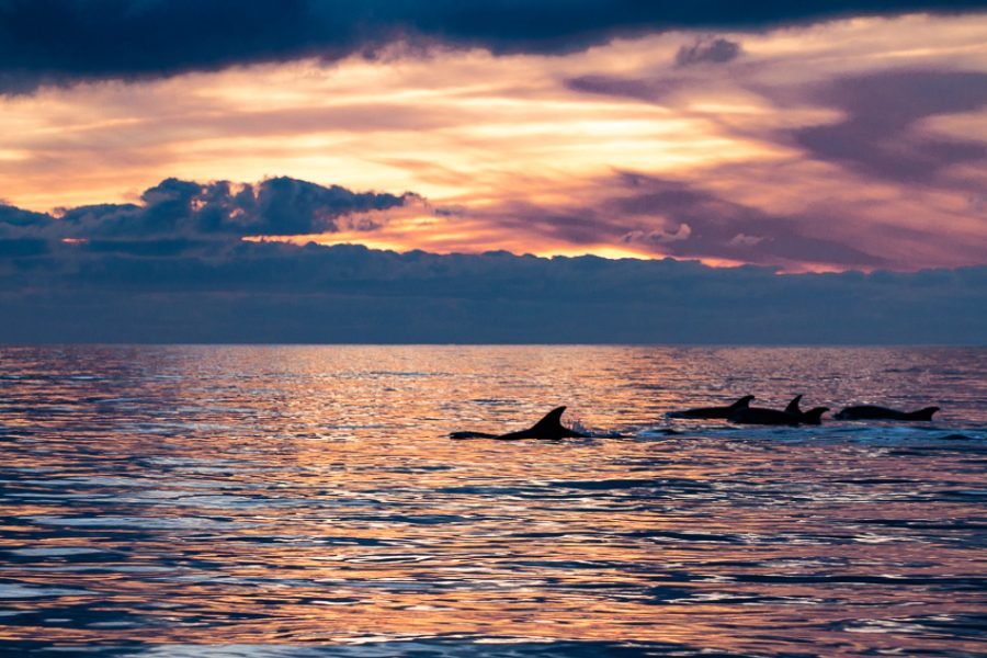 Sunset Dolphin & Wildlife Watching Tour