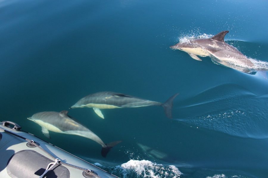 Dolphin Watching and Local Caves