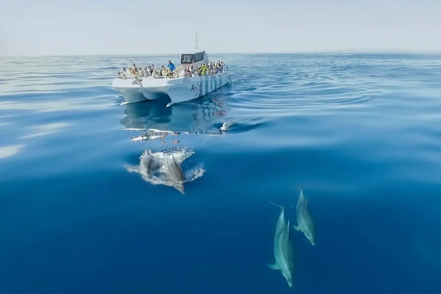 dolphins-catamaran-belize-terceiro-boat-trip-algarexperienc