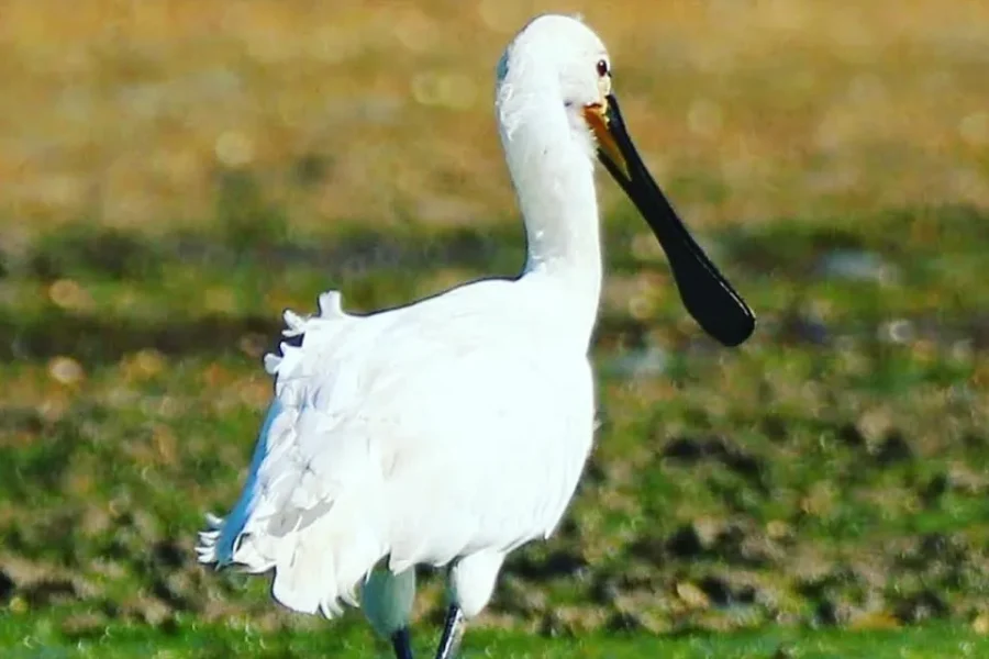 gallery_rotadasilhas