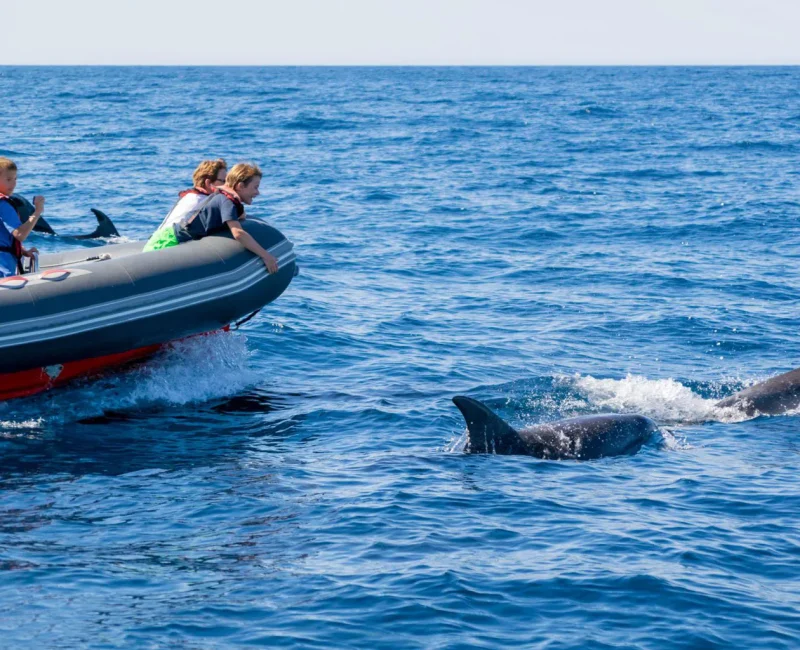 rib-boat-dolphin-watching-boat-tour-algarexperience-1536x1024