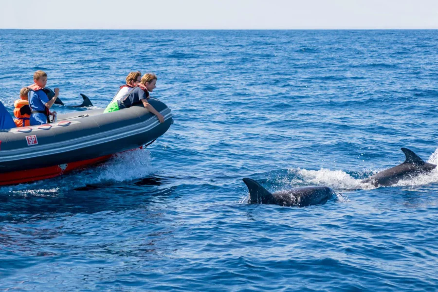 rib-boat-dolphin-watching-boat-tour-algarexperience-1536x1024