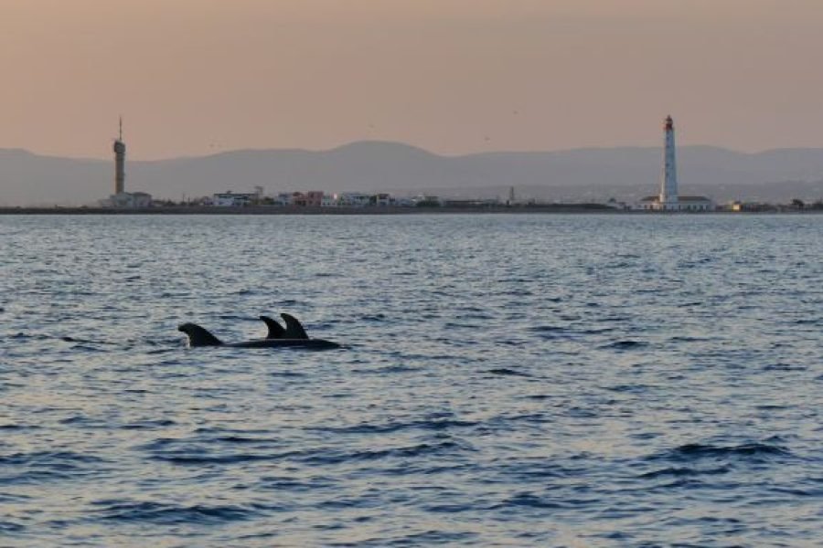 Sunset Dolphin & Wildlife Watching Tour