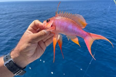 Algarve, Bottom Fishing Tour
