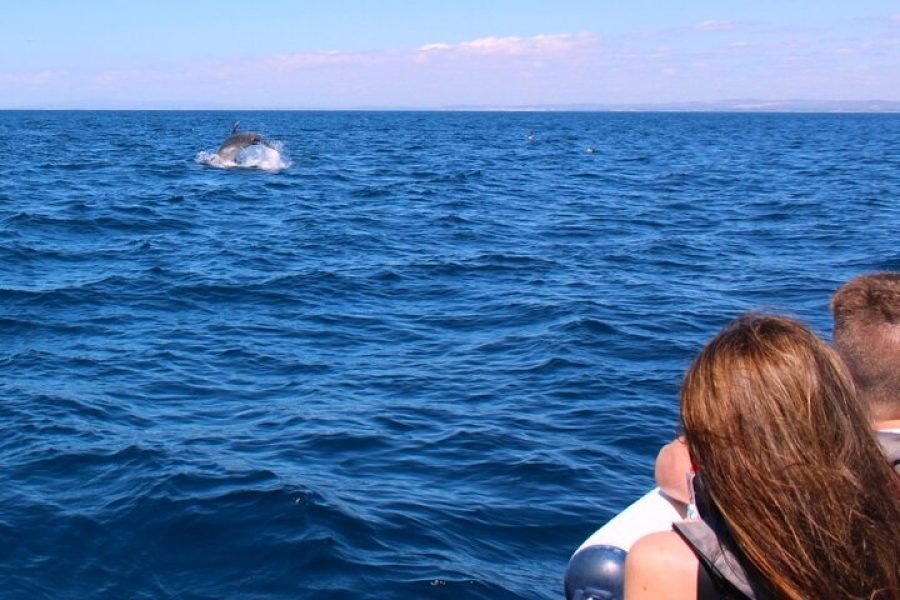 Dolphins Tours, Algarve, Faro