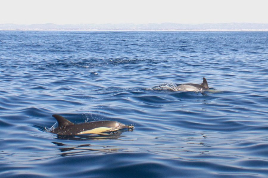 Dolphins Tours, Algarve, Faro
