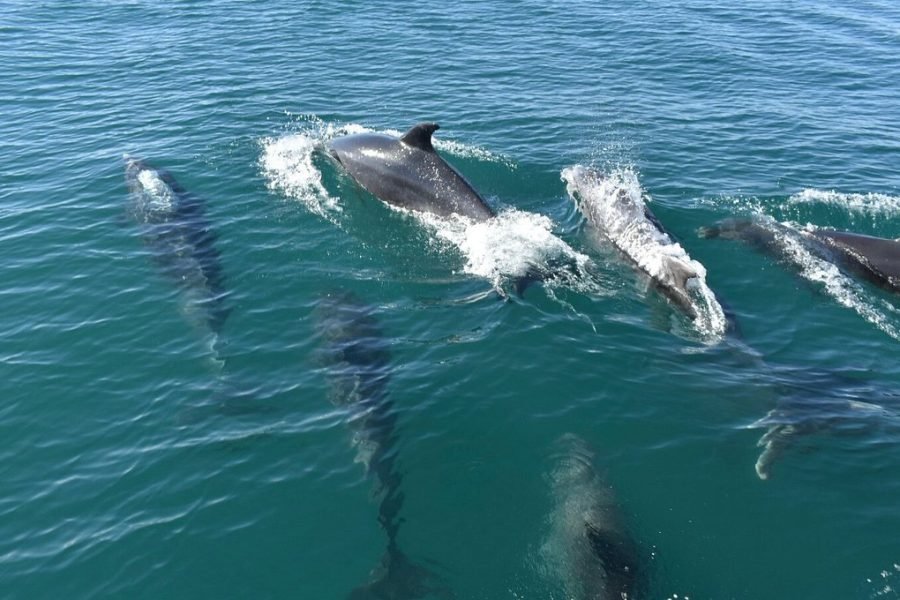 Discovering Algarve, Dolphins Tours