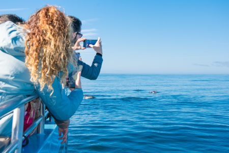 Dolphins Tours, Algarve, Portimão