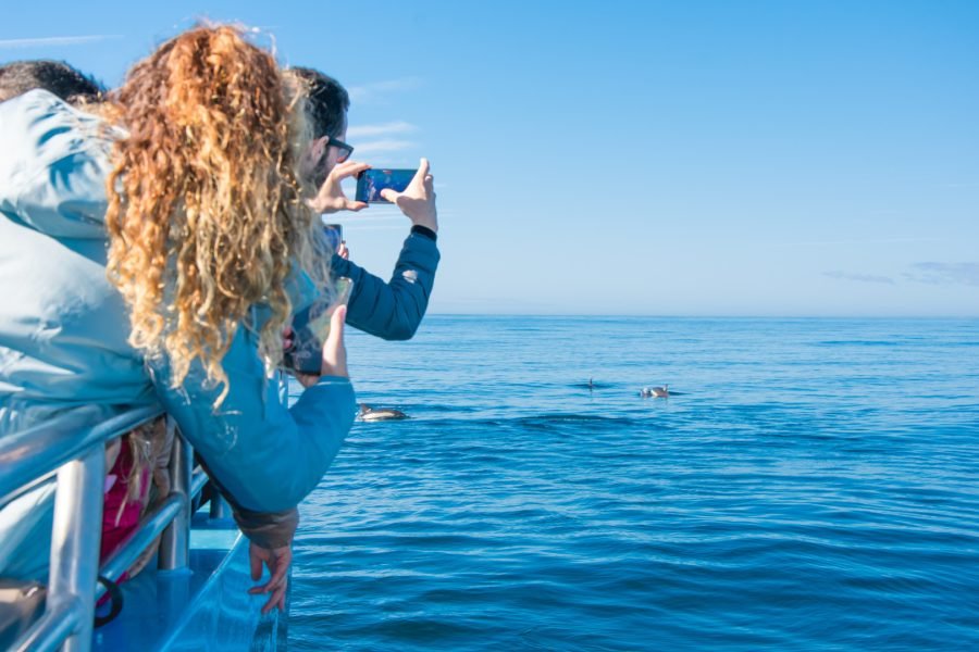 Dolphins Tours, Algarve, Portimão