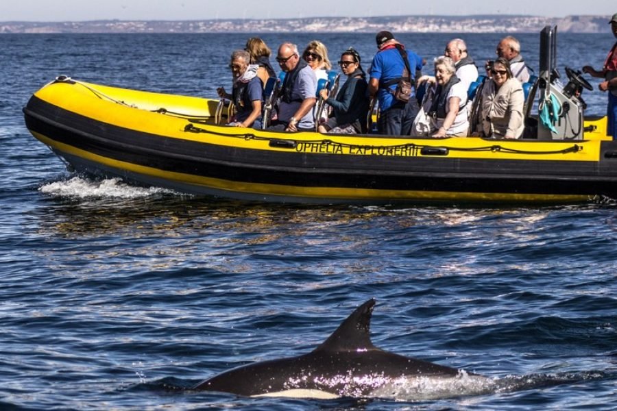 Dolphins Tours, Portimão