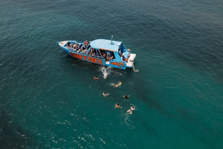 Albufeira: 2.5-hour Dolphin Watching and Cave Tour