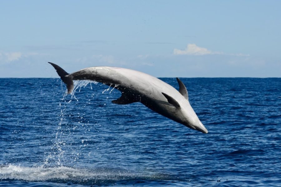 Sagres : Dolphin Watching in small group