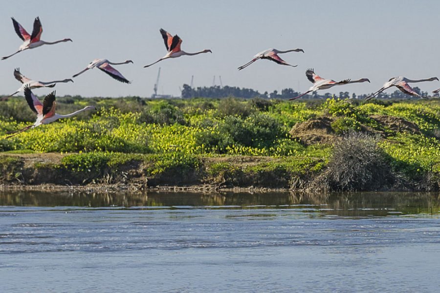 From Olhão : Ria Formosa Birdwatching Adventure – Explore Nature with Free Pick-Up