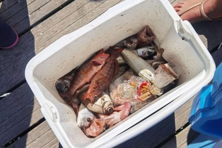 Alvor, Bottom Fishing & Jigging, 4 hours with Pik Up