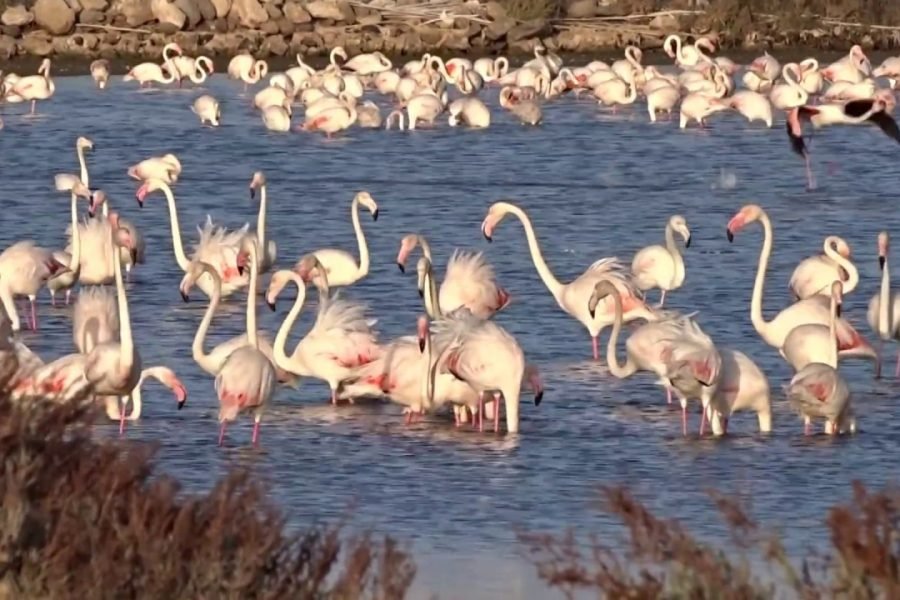 Tavira : Santa Luzia Tuk Tuk Tour