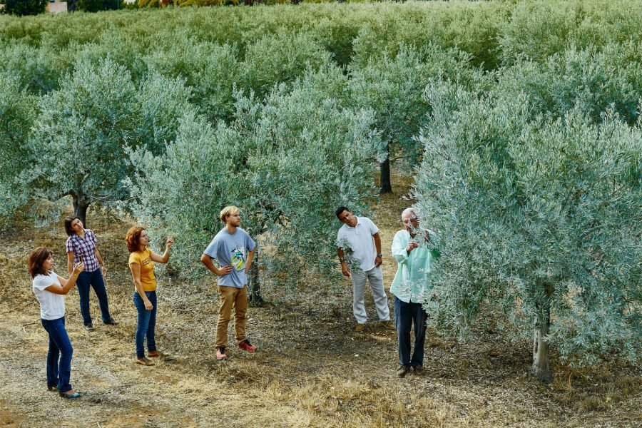 Tavira : Jeep Tour to the Olive Grove, Visit to the Mill and Olive Oil Tasting