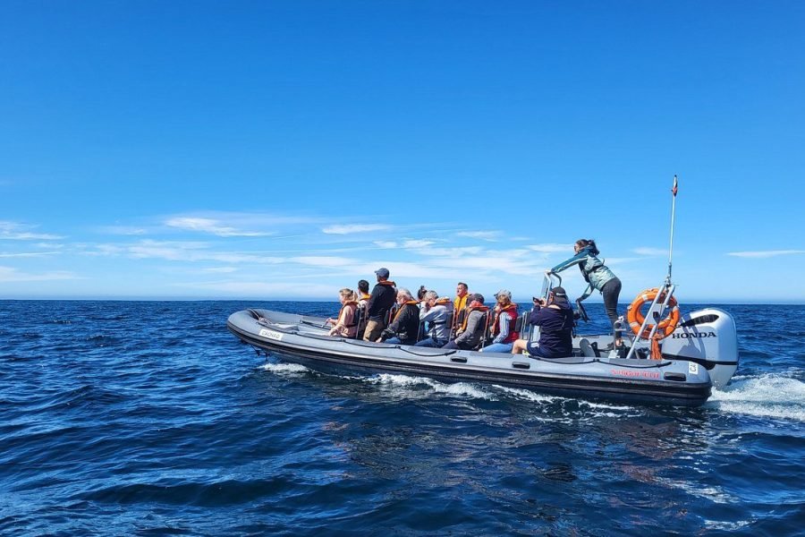 Sagres : Wildlife Adventure: Dolphin and Whale Watching