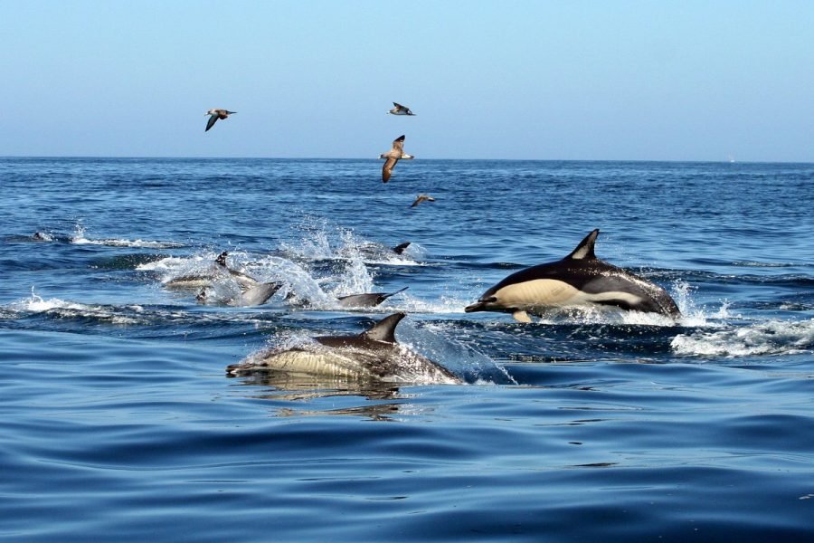 Sagres : Wildlife Adventure: Dolphin Watching