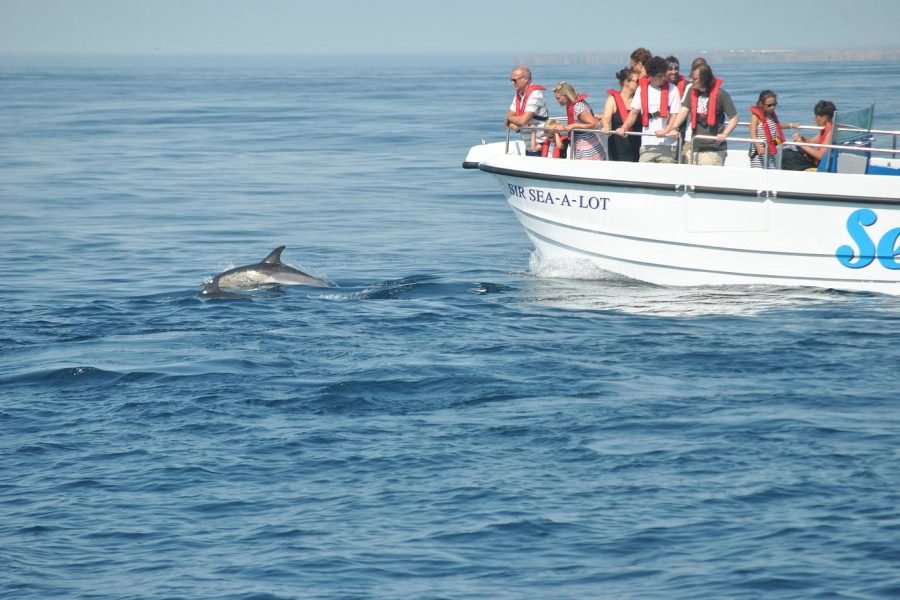 Lagos : Dolphin Watching Boat Tour in a Catamaran