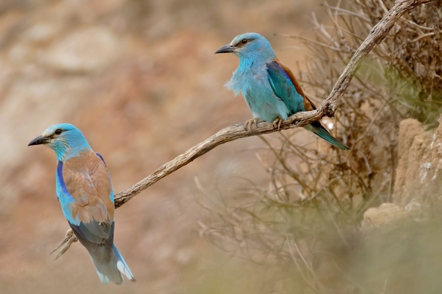 From Olhão : Guadiana Valley and Alentejo Steppic plains with Free Pick-Up