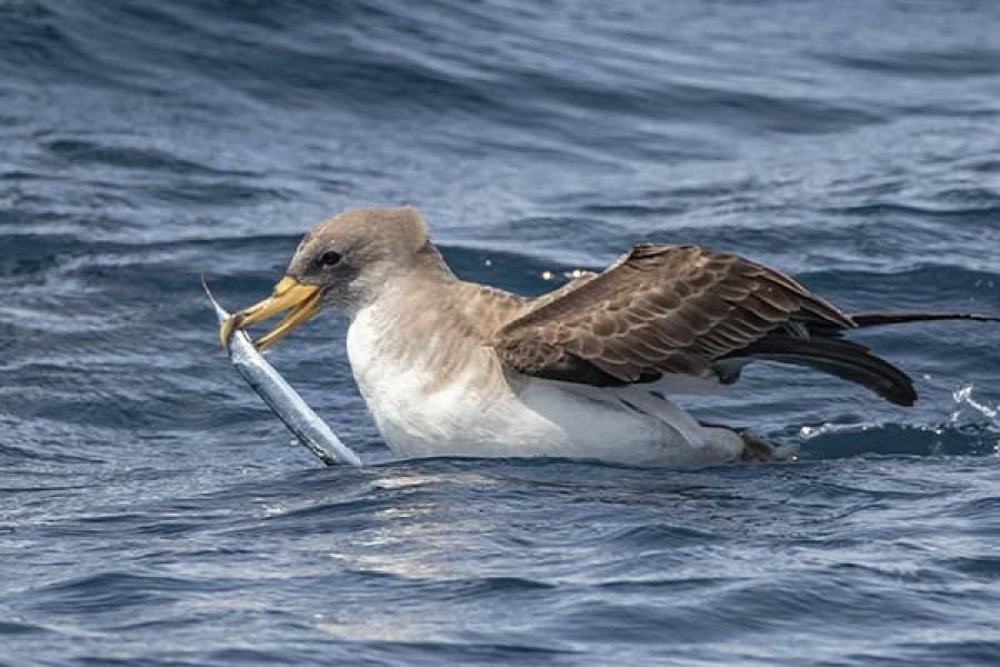 Sagres : Birdwatching Experience