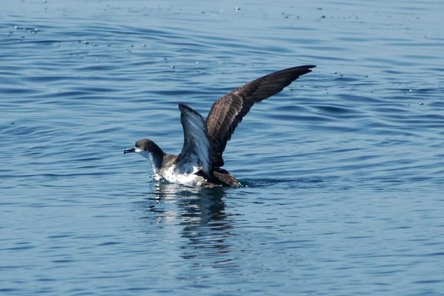 Sagres : Birdwatching - Discover Rare Seabirds